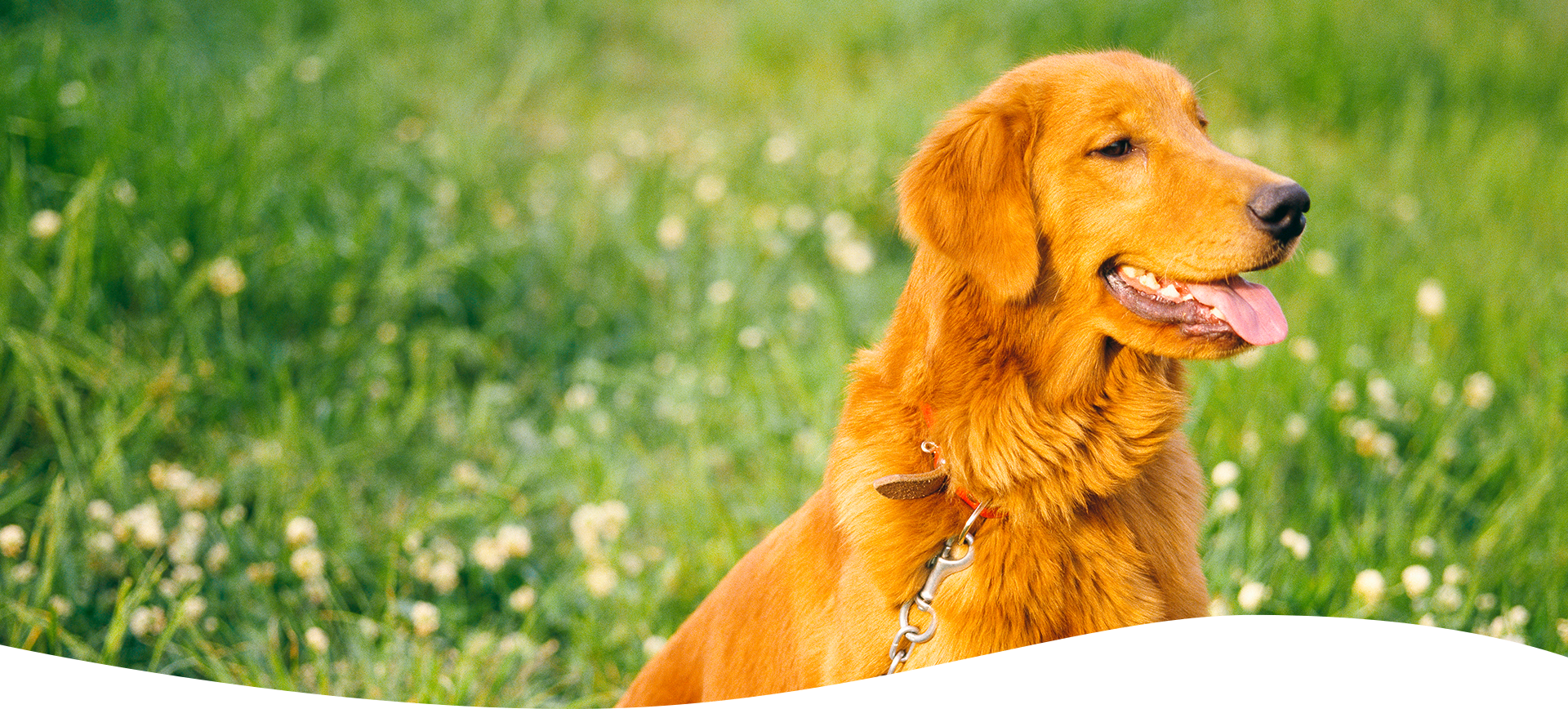 湘南台セントラル動物病院