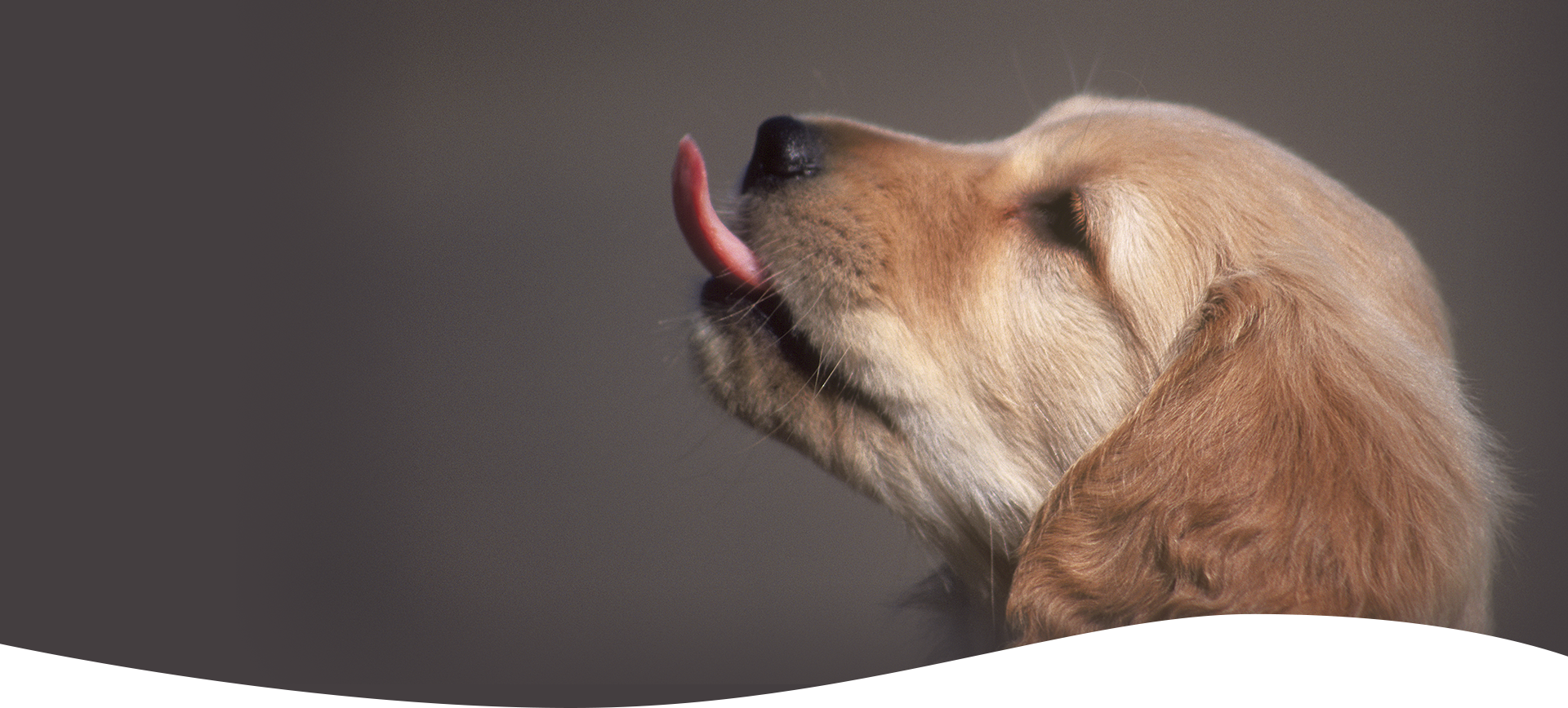 湘南台セントラル動物病院