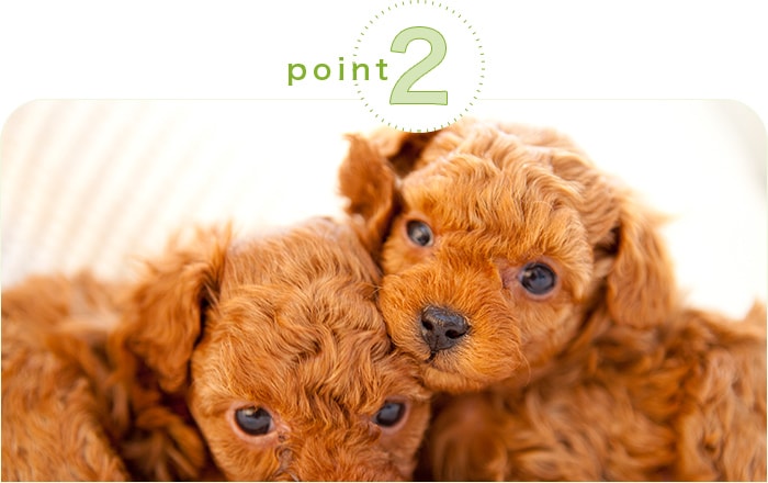 point2 動物健康保険について