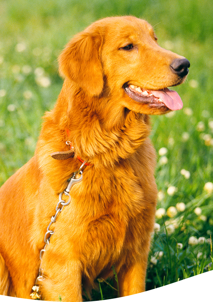 湘南台セントラル動物病院